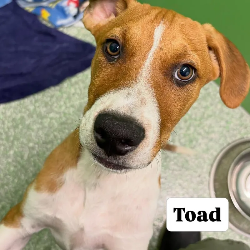 A baby medium-sized male Red / Chestnut / Orange Hound dog named Toad for adoption in Calverton, NY