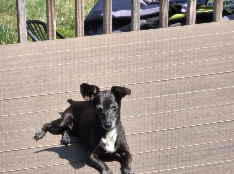 A senior small-sized female Black Dachshund dog named Weenie for adoption in Georgetown, KY