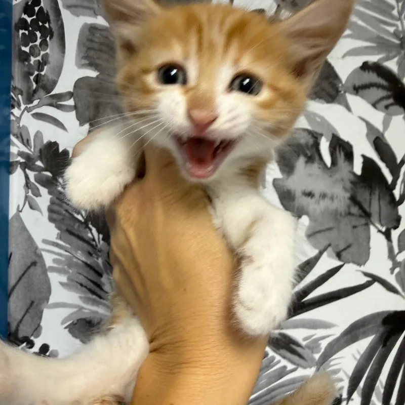 A baby small-sized male Orange / Red Domestic Medium Hair cat named Parker for adoption in Wahiawa, HI