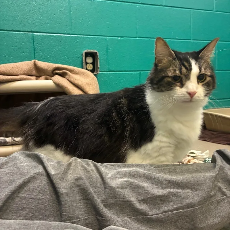 An adult large-sized male Brown / Chocolate Domestic Long Hair cat named Gramm for adoption in Fredericksburg, VA