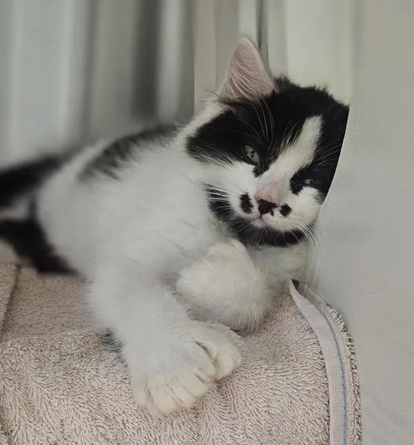 A baby small-sized male Domestic Medium Hair cat named Monkey for adoption in Dublin, CA