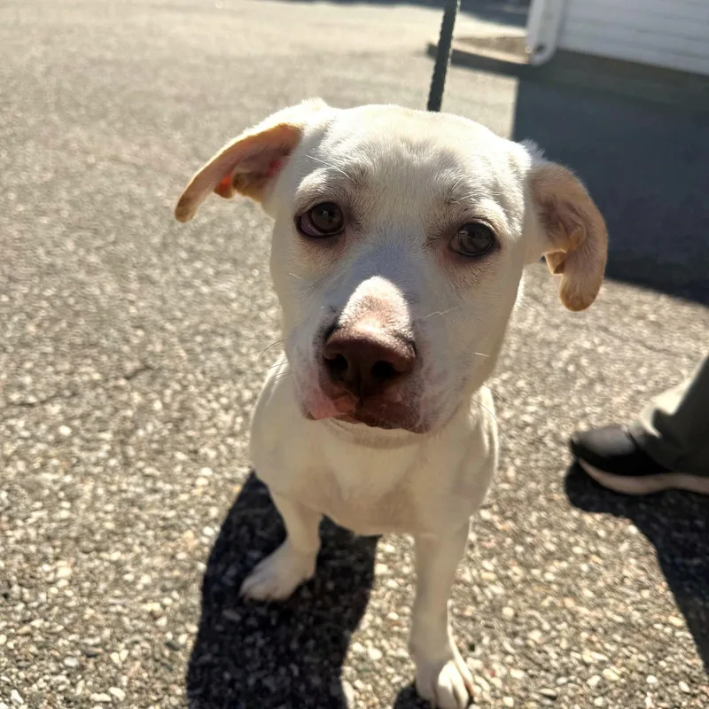 A young medium-sized male Mixed Breed dog named Shiloh for adoption in Brookhaven, NY