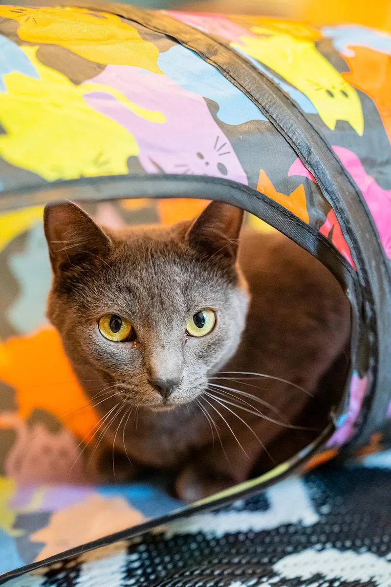 An adult medium-sized female Gray / Blue / Silver Domestic Short Hair cat named Starling for adoption in Dellslow, WV