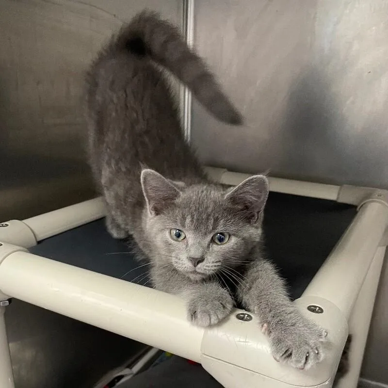 A baby medium-sized female Domestic Short Hair cat named Polly for adoption in Roanoke, VA