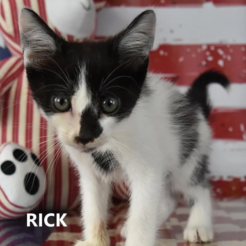 Rick thumbnail 2