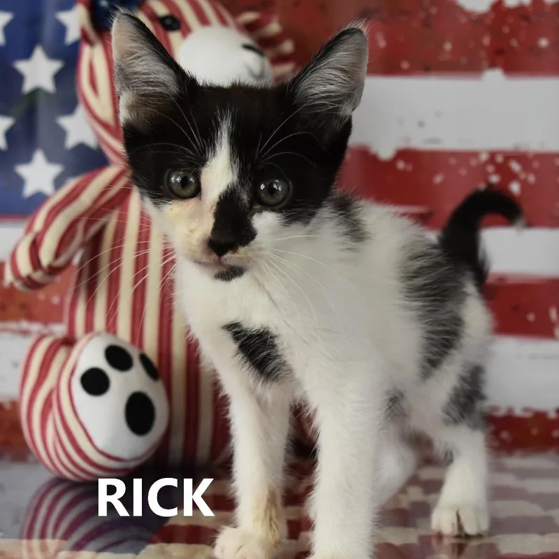 Rick thumbnail 3