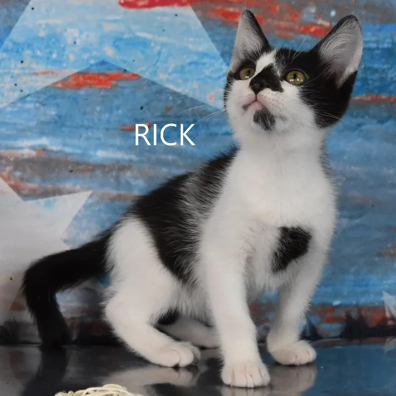 Rick thumbnail 4