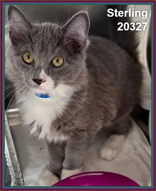 A baby medium-sized male Gray & White Domestic Medium Hair cat named Sterling for adoption in Marietta, GA