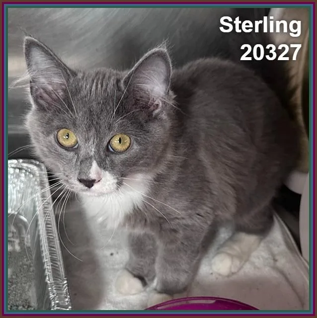 Sterling thumbnail 2