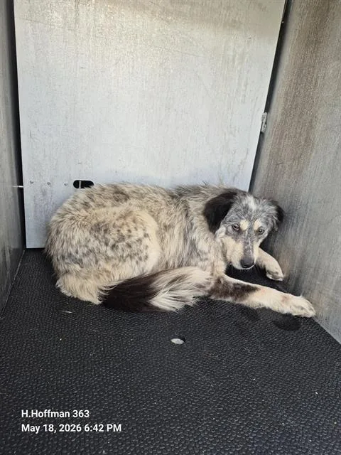 A young medium-sized female Australian Cattle Dog / Blue Heeler dog named Bonita for adoption in San Antonio, TX