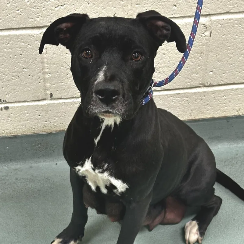 An adult medium-sized female Black Mixed Breed dog named Francesca for adoption in Memphis, TN