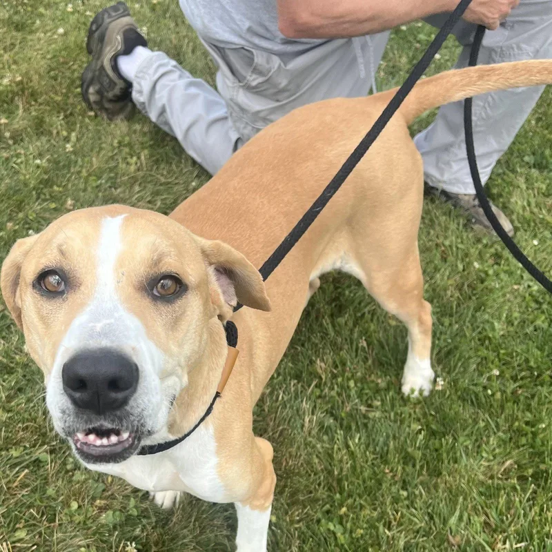 An adult medium-sized female Labrador Retriever dog named Pound DogDaisy Courtesy for adoption in Rootstown, OH