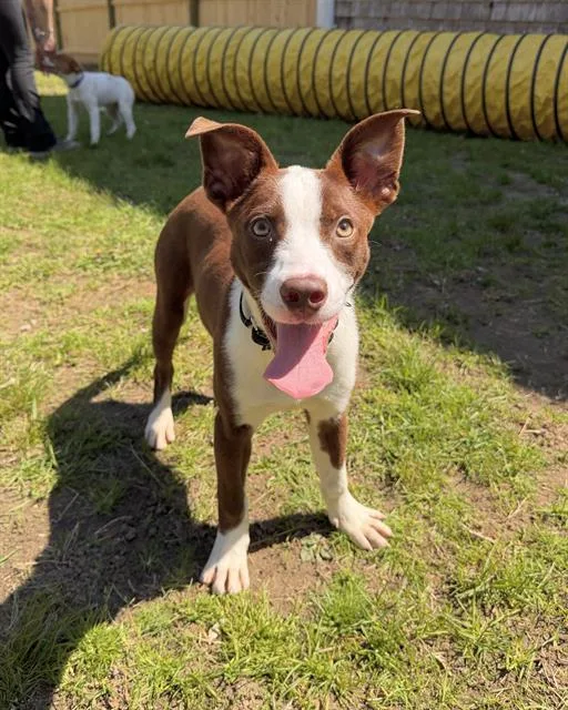 A baby medium-sized male Australian Cattle Dog / Blue Heeler dog named Randall for adoption in Boston, MA