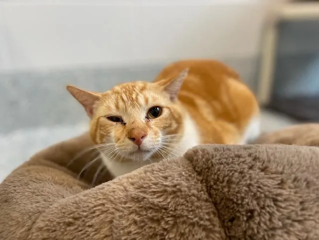 A young medium-sized male Orange & White Domestic Short Hair cat named Chicken Parm for adoption in Stafford, VA