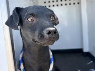 An adult small-sized male Chihuahua dog named Yoshi for adoption in Bakersfield, CA
