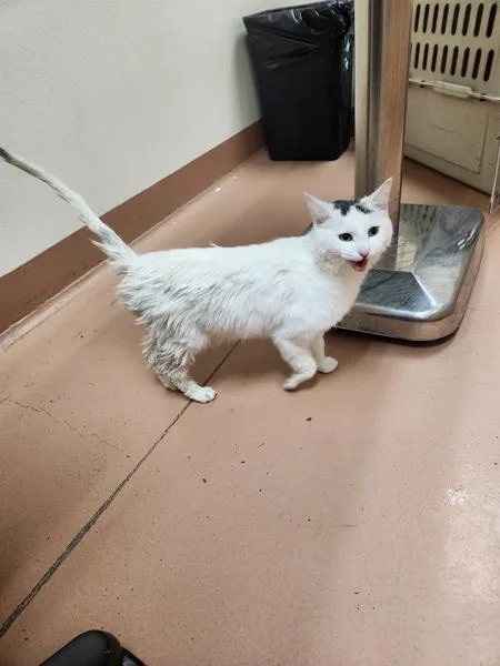 A young medium-sized female Domestic Medium Hair cat named Blanca for adoption in Kennewick, WA