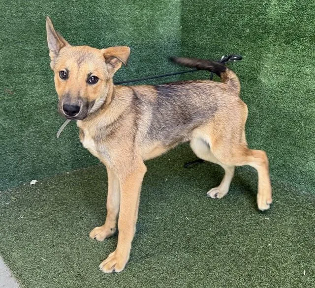 A young medium-sized female German Shepherd Dog dog named Raven for adoption in Lancaster, CA