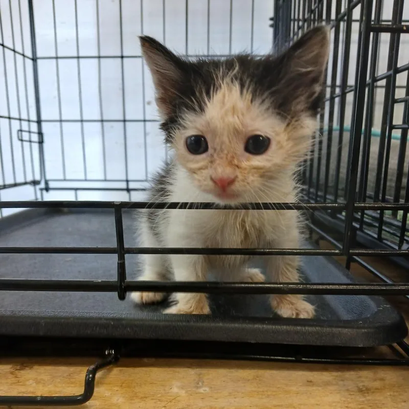 A baby small-sized female White Domestic Long Hair cat named Felicity for adoption in Clarksdale, MS