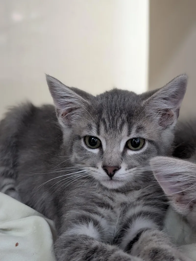 A young medium-sized male Gray / Blue / Silver Domestic Short Hair cat named Cap'n Crunch for adoption in Decatur, IL