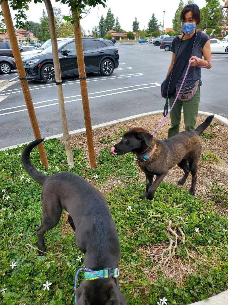 Miles Black Lab Love!!!