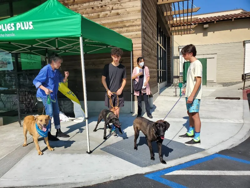 Miles Black Lab Love!!! thumbnail 2