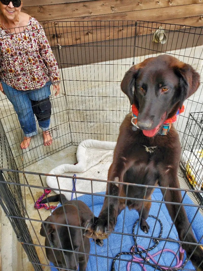 Miles Black Lab Love!!! thumbnail 3