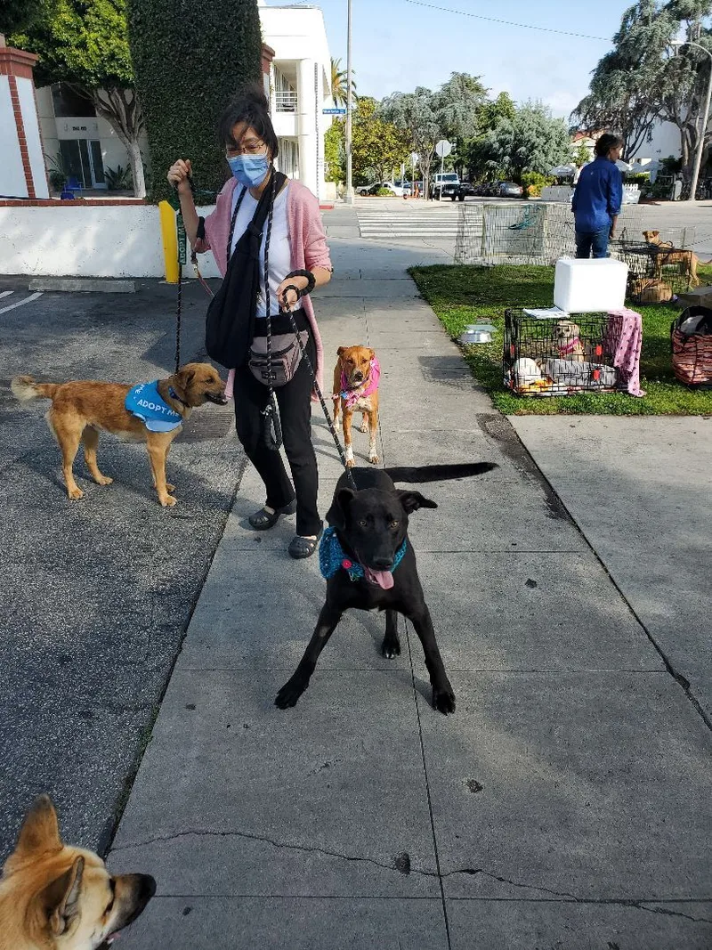 Miles Black Lab Love!!! thumbnail 5