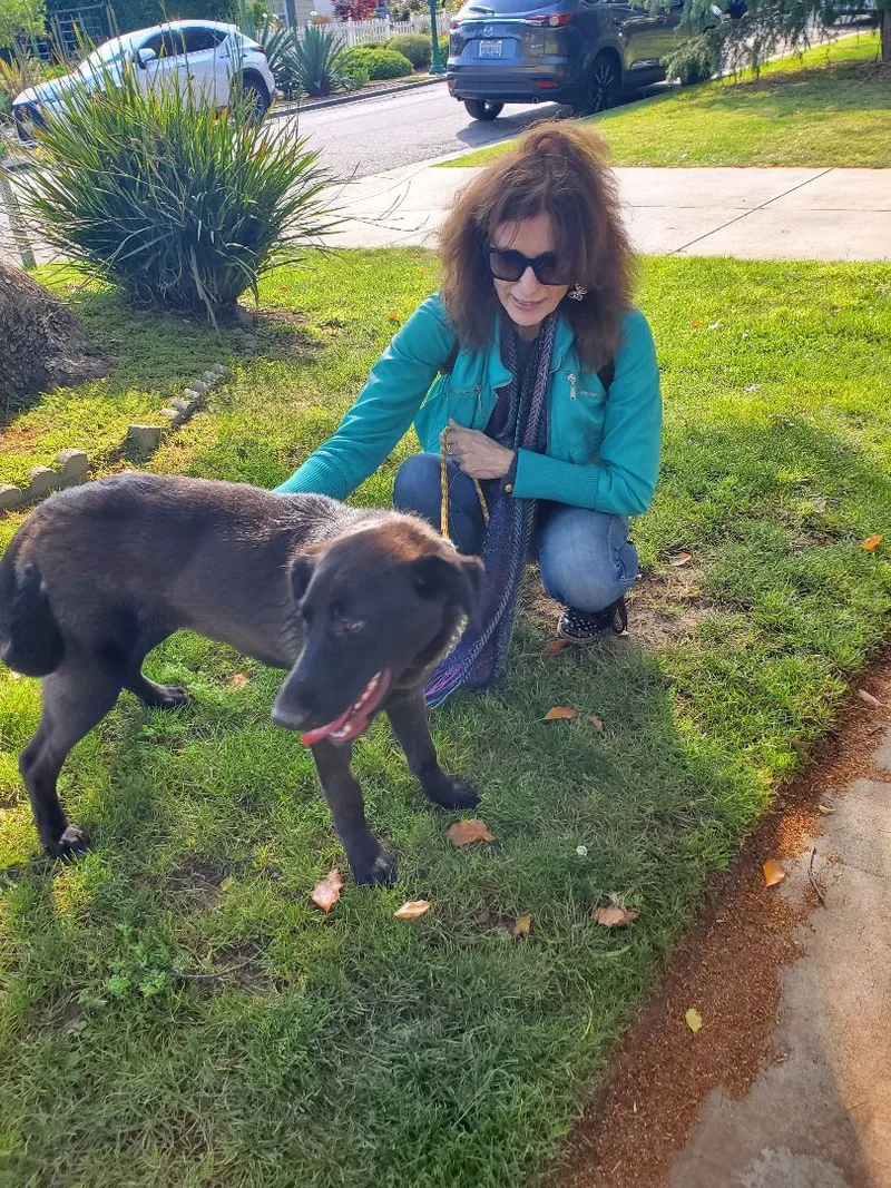 Miles Black Lab Love!!! thumbnail 6