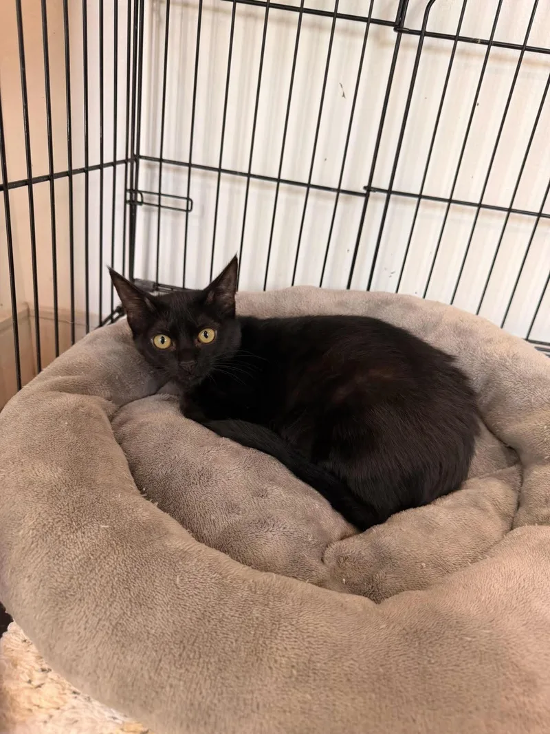 A baby medium-sized female Black Domestic Short Hair cat named Ember for adoption in Marietta, GA