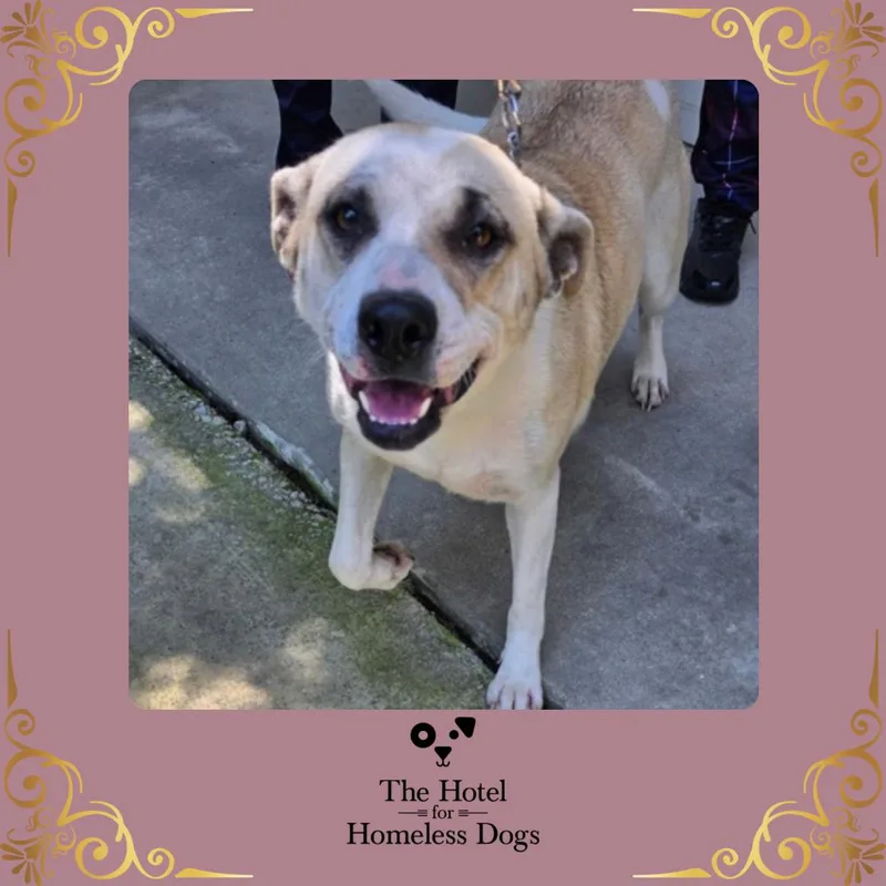 An adult large-sized female Apricot / Beige American Staffordshire Terrier dog named Starburst for adoption in Cumberland, RI