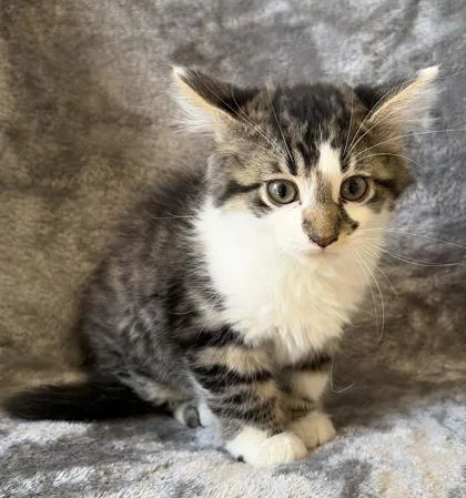 A young medium-sized male Domestic Long Hair cat named Moon for adoption in Buffalo, MN