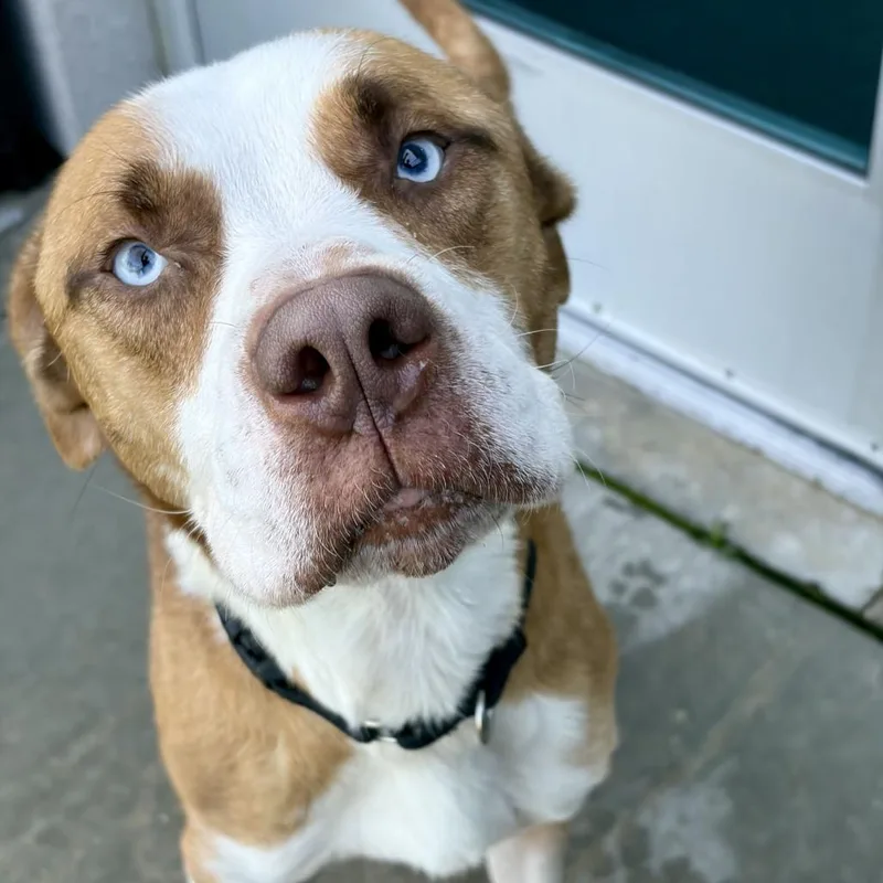 An adult medium-sized male Brown / Chocolate Pit Bull Terrier dog named Dudley for adoption in Matteson, IL