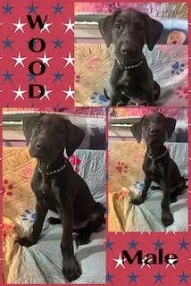 Wood  "Duck" Litter thumbnail 2