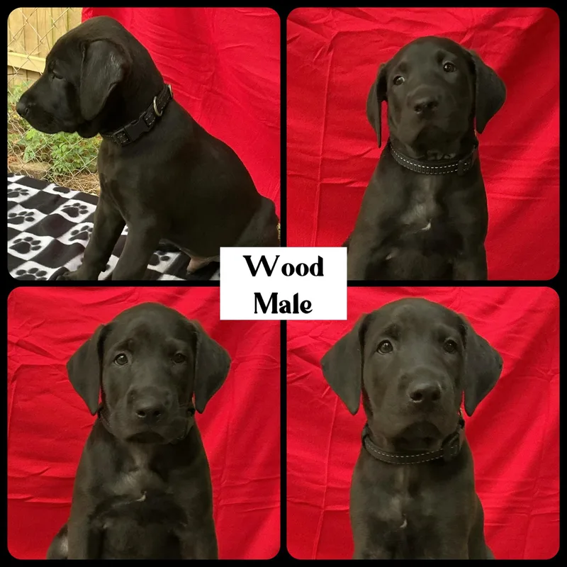 Wood  "Duck" Litter thumbnail 4