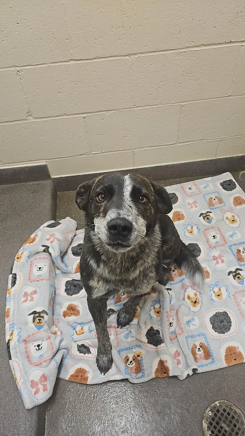An adult medium-sized male Australian Cattle Dog / Blue Heeler dog named Milo for adoption in Fort Collins, CO
