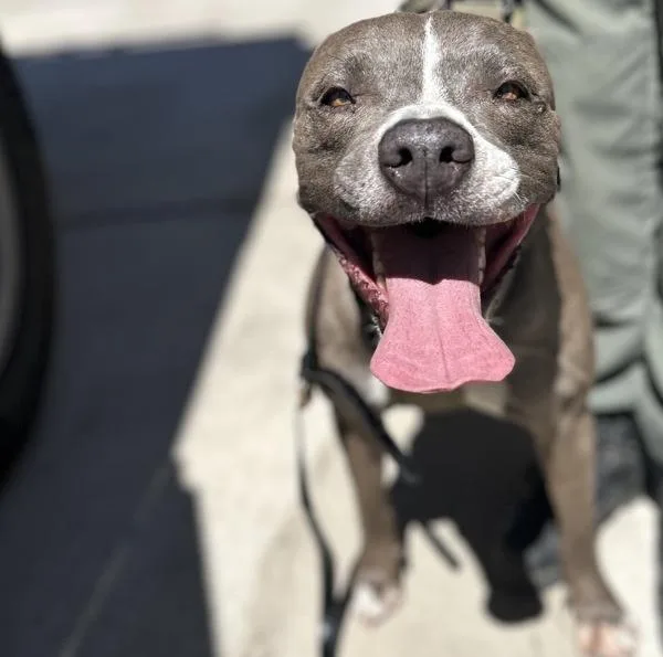 A senior medium-sized female Pit Bull Terrier dog named Jasmine for adoption in Victorville, CA