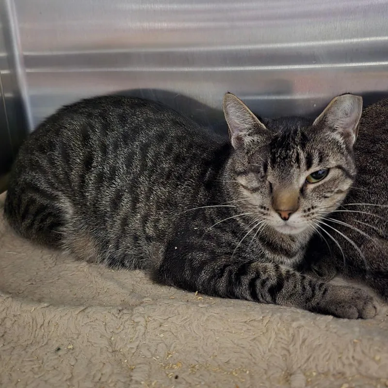 An adult medium-sized female Brown / Chocolate Domestic Short Hair cat named Geraldine for adoption in Spokane, WA