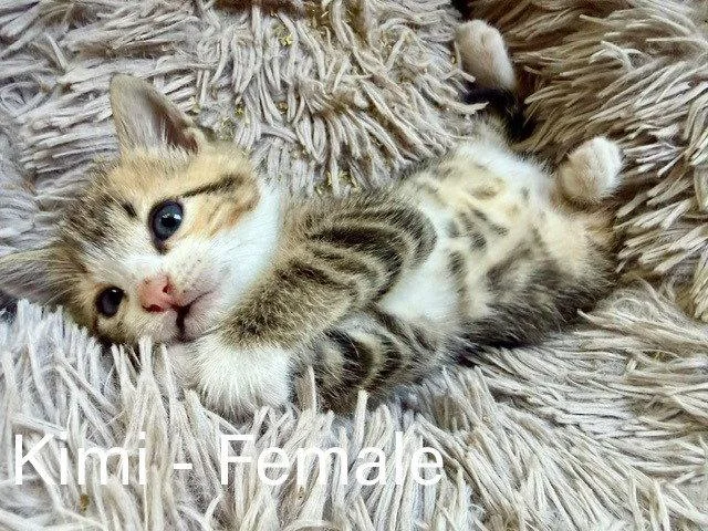 A baby small-sized female Tabby cat named Kimi for adoption in Ellijay, GA