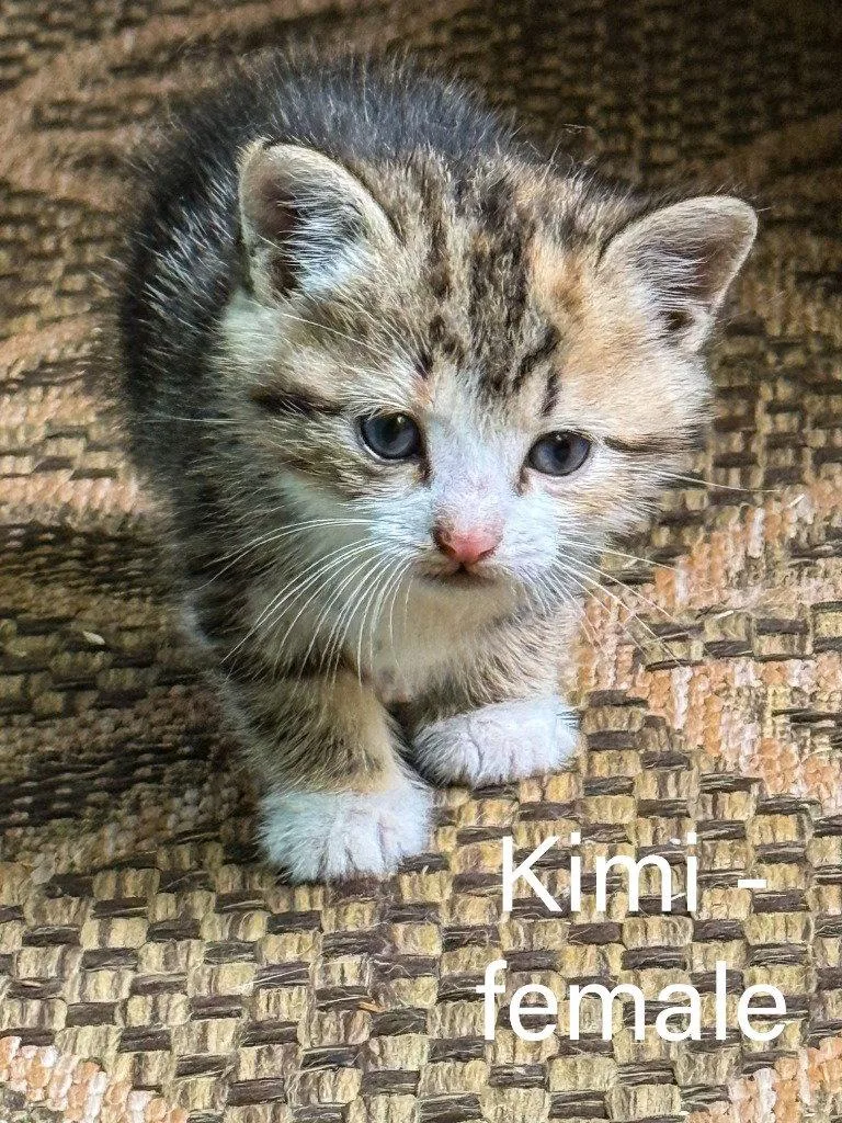 Kimi thumbnail 2