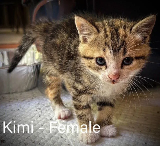 Kimi thumbnail 3