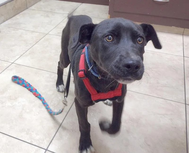 Jelly Bean thumbnail 2