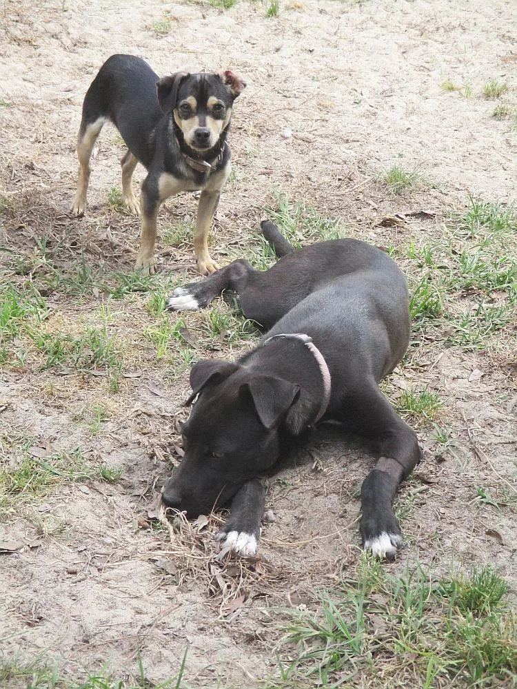 Jelly Bean thumbnail 3