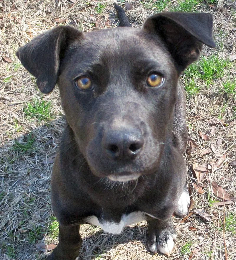 A young medium-sized female Black Labrador Retriever dog named Jelly Bean for adoption in Camden, SC