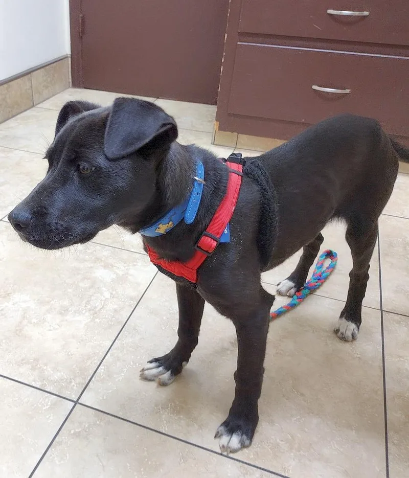 Jelly Bean thumbnail 4