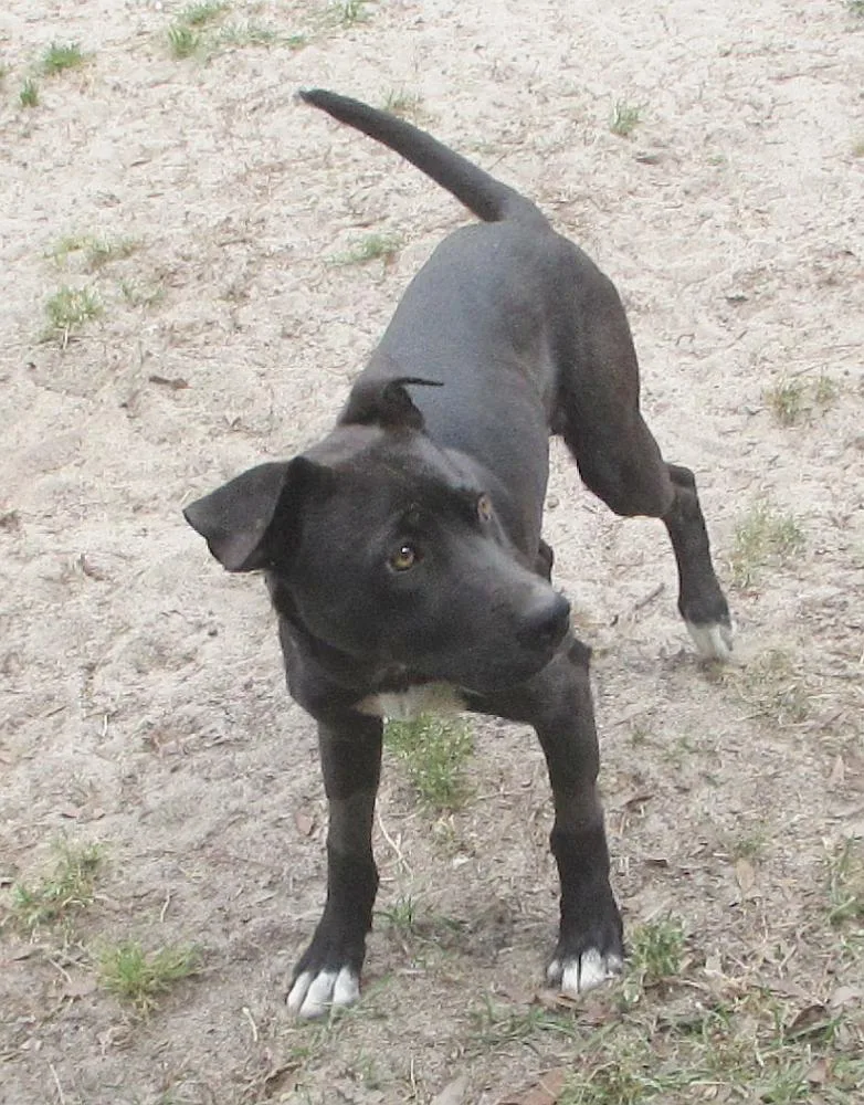 Jelly Bean thumbnail 5