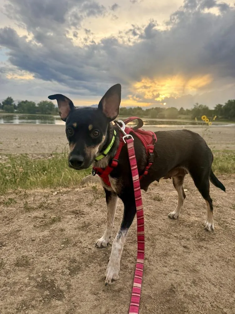 An adult medium-sized female Australian Kelpie dog named Magnolia for adoption in Thornton, CO