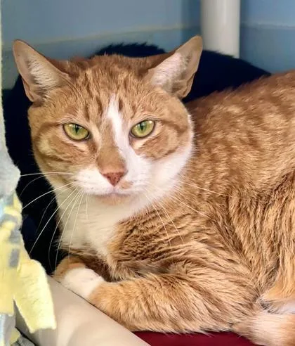 An adult small-sized male Domestic Short Hair cat named Junior for adoption in Cumming, GA