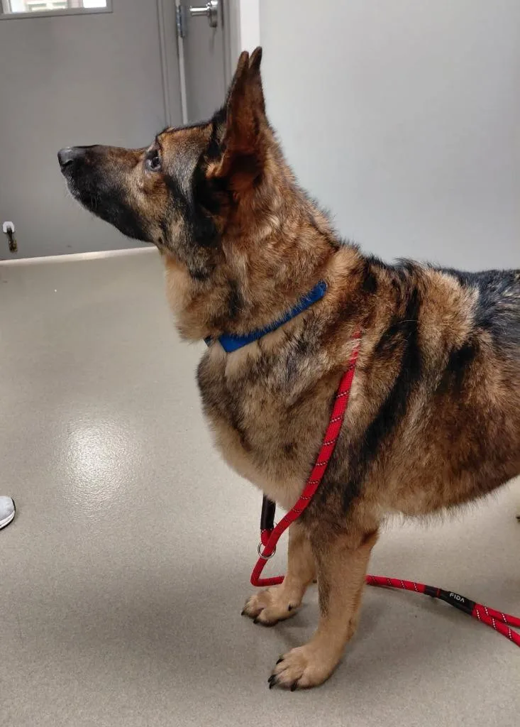 A senior medium-sized male German Shepherd Dog dog named Camo for adoption in South Bend, IN