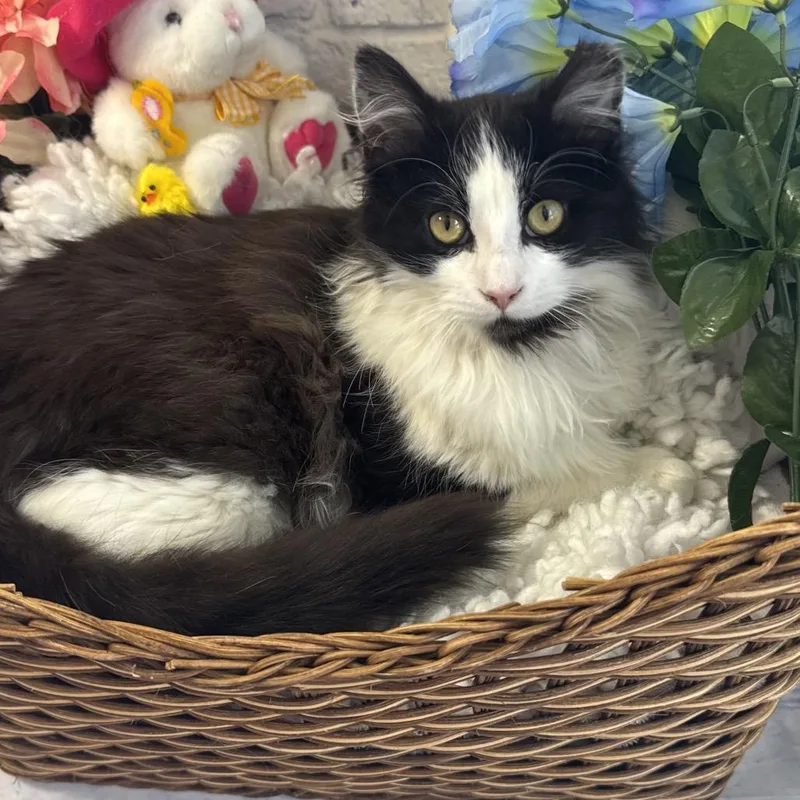 A young medium-sized male Black Domestic Medium Hair cat named Oliver for adoption in Harrisonburg, VA