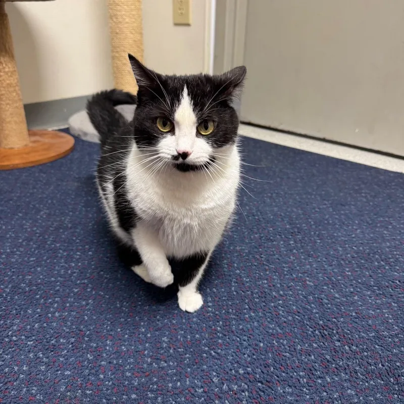 An adult large-sized female Black American Shorthair cat named Akyra for adoption in Sullivan, IL